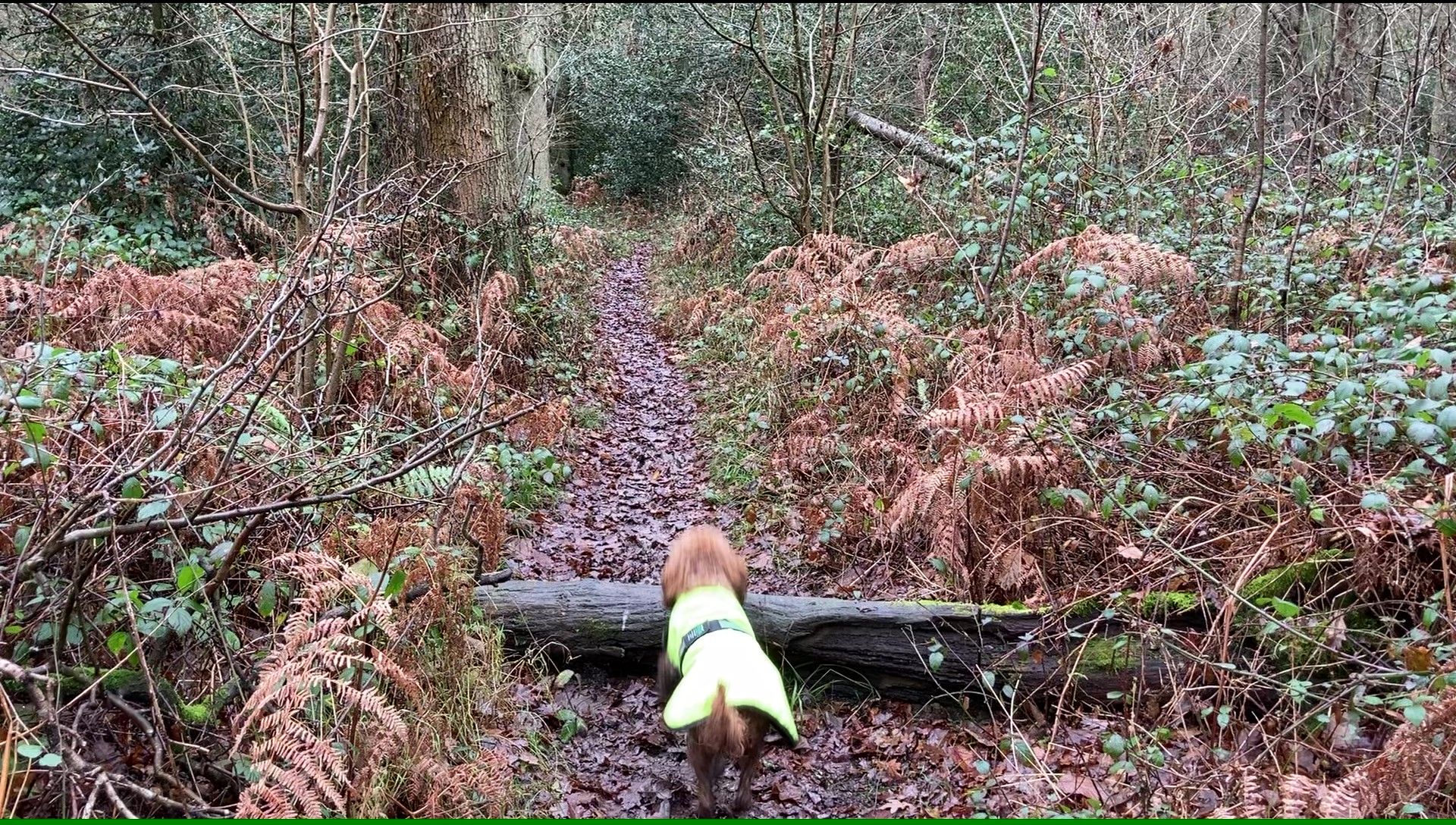 Dressing for the walk